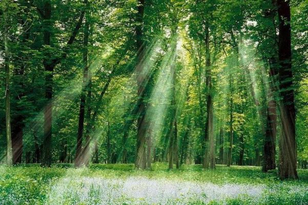 Beautiful sun ray in Cuc Phuong National Park Tour