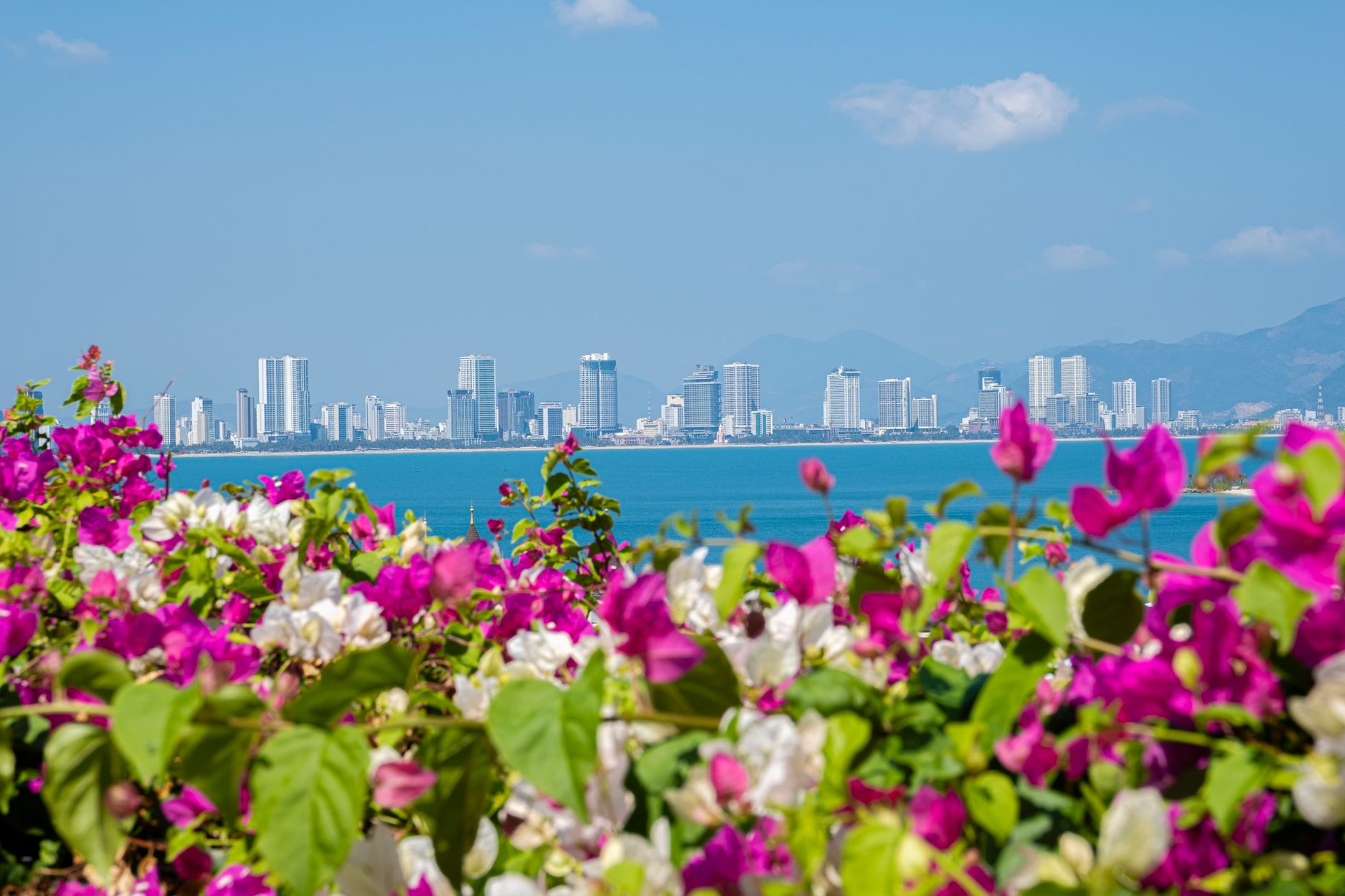 Nearby Ideas — Picturesque view of bougainvillea growing on shore of sea against blue sky with (photo: Tiểu Bảo Trương)