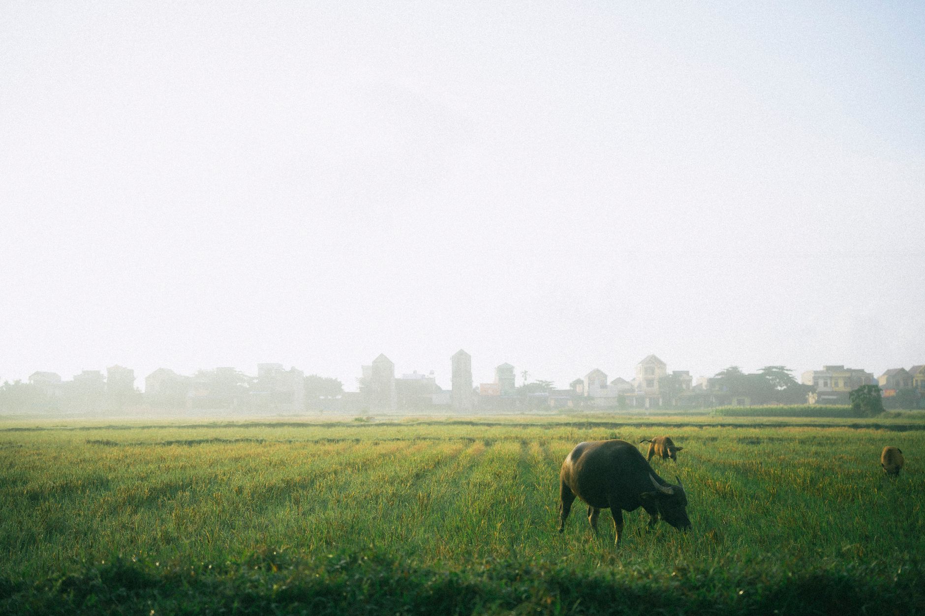 Conclusion — Serene landscape in Ninh Bình, Vietnam featuring grazing buffalo in lush rice fi (photo: Bid)